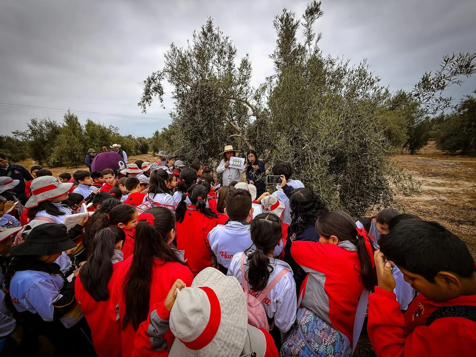Learning the olive tree cycle at Agrofundo Alex